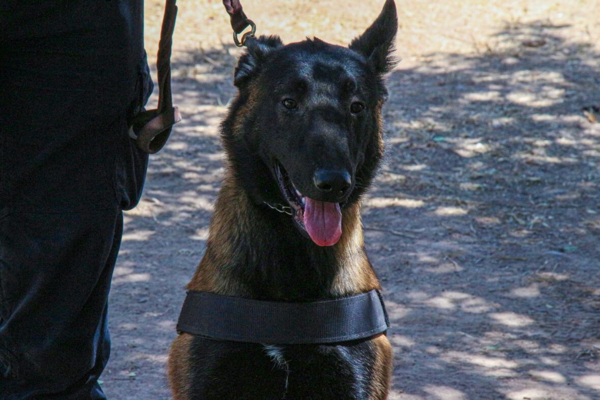 2 1 scaled FORTALECE LA UNIDAD K9 DE LA POLICÍA MUNICIPAL LABORES DE SEGURIDAD EN AGUASCALIENTES