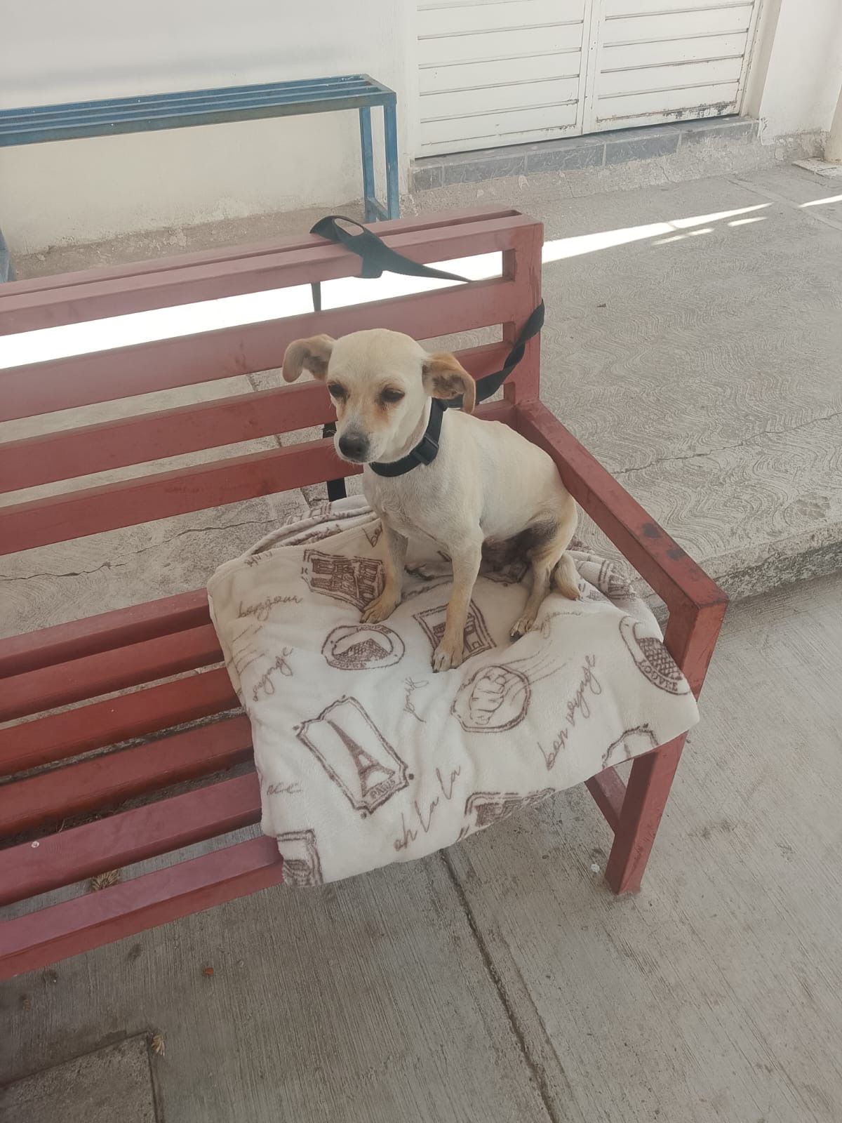 ba709b9f cf49 48f6 8dbc 26ca97995bc1 MUNICIPIO DE AGUASCALIENTES E ISSEA REALIZARÁN NUEVAS JORNADAS DE ESTERILIZACIÓN CANINA Y FELINA
